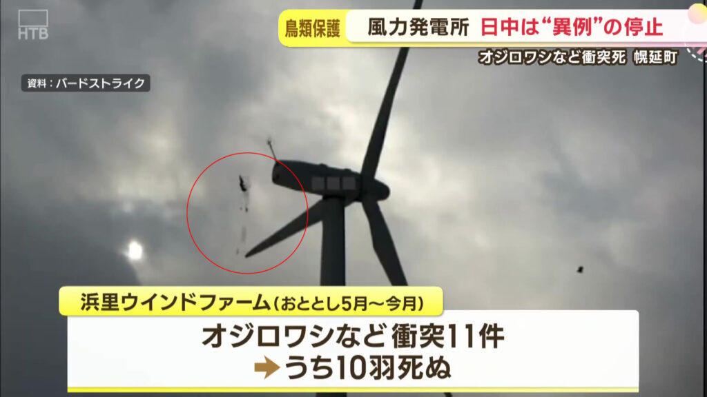 北海道幌延町浜里のバードストライク
